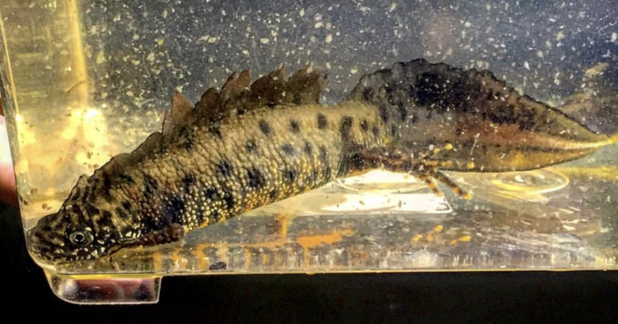 Male great crested newt